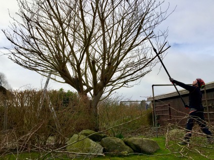 Anlægsgartner Hillerød, Haveservice Hillerød, Haveservice Nordsjælland, Beskæring af træer