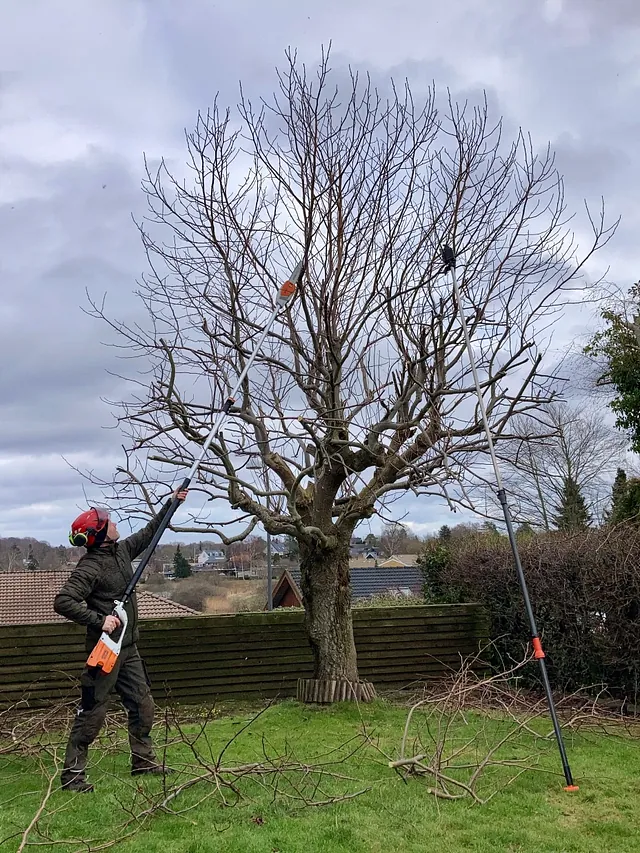 Beskæring træer, Anlægsgartner Hillerød, Haveservice Hillerød, Haveservice Nordsjælland, Anlægsgartner Ulrik Schäfer