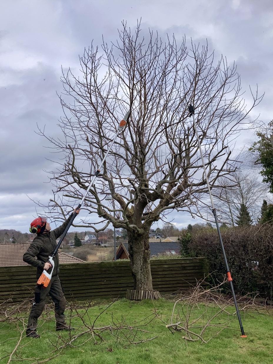 Beskæring træer, Anlægsgartner Hillerød, Haveservice Hillerød, Haveservice Nordsjælland, Anlægsgartner Ulrik Schäfer